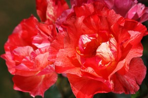 Bright Red Roses